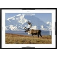 thumbnail image 5 of Art.com Caribou bull in fall colors with Mount McKinley in the background, Denali National Park, Alaska Photographic Print by Steve Kazlowski, Black Frame Wall Art, 29" x 21", 5 of 5