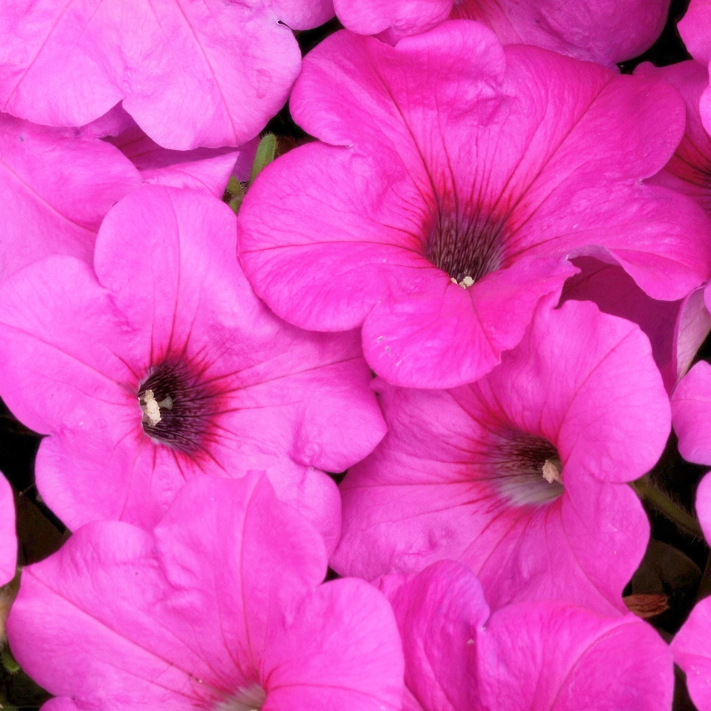 2.5 in. Petunia Easy Wave Neon Rose Petunia Live Annual Plant with Pink Flowers (6-Pack)