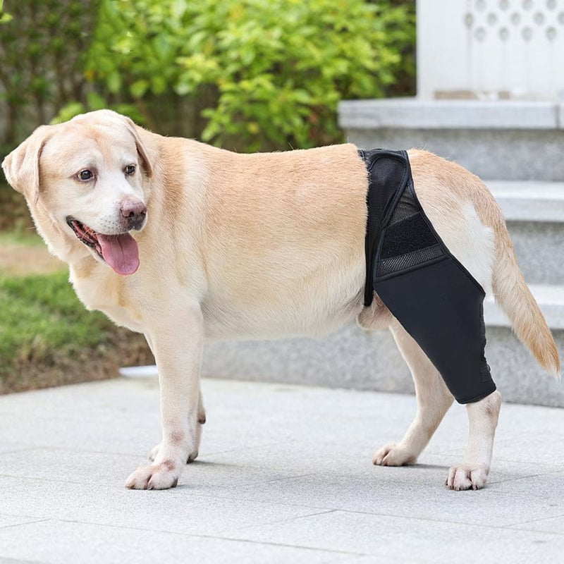 Protective elbow pads for dogs for dog elbow and shoulder support Elbow hygroma dysplasia osteoarthritis elbow calluses pressure sores and