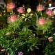 thumbnail image 5 of Luces solares para jardín exterior | Faroles decorativos de PVC rosa para patio, terraza y suelo, 5 of 6