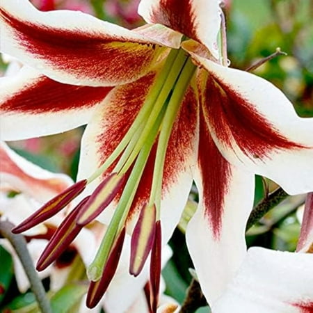 

Lily bulbs bulk lily bulbs perennial-Tiger Lily Professional Planting Garden Grow Beautify Environment