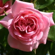Heirloom Roses Rose Bush - The Viking Queen Plant , Live Fragrant Plants For Outdoors , Pink Own Root Bushes For Planting , One Gallon Climbing Potted Outdoor Flowers