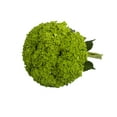 thumbnail image 3 of Hydrangeas 30 stems of Emerald Green Farm Direct Fresh Cut Flowers by Bloomingmore, 3 of 9