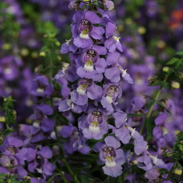 Outsidepride Angelonia Serena Blue Flower Seed - 30 Seeds