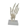 thumbnail image 2 of Almencla Human Hand Model Educational Model Realistic Sturdy Teaching Aid Human Skeleton Models for Research Learning Display, 2 of 8