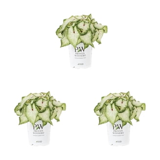 Proven Winners 1.56PT Sedum Lemon Coral Variety Lime Live Plant