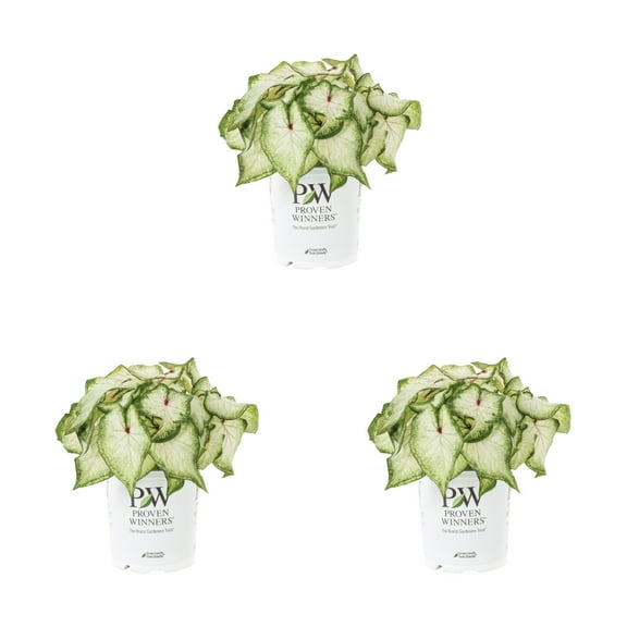 Proven Winners 2QT White Caladium Live Annual Plant Sun 3-Pack