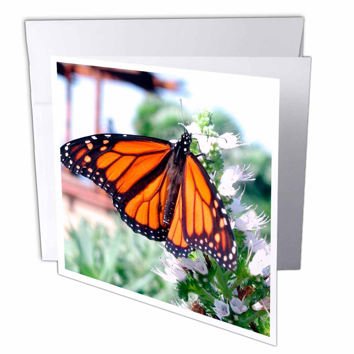 Greeting Cards 6 Monarch Butterfly blank cards Paper etna.com.pe