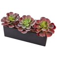 thumbnail image 3 of Nearly Natural 6975 Echeveria Succulent in Rectangular Planter, 3 of 4