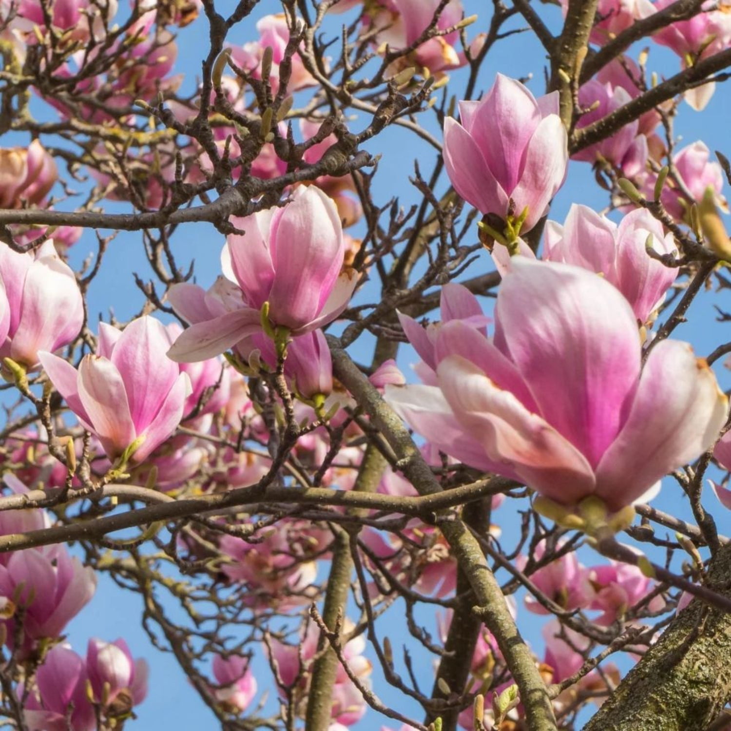 Expert Gardener 1.5- 2 ft tall Jane Japanese Magnolia Live Tree in