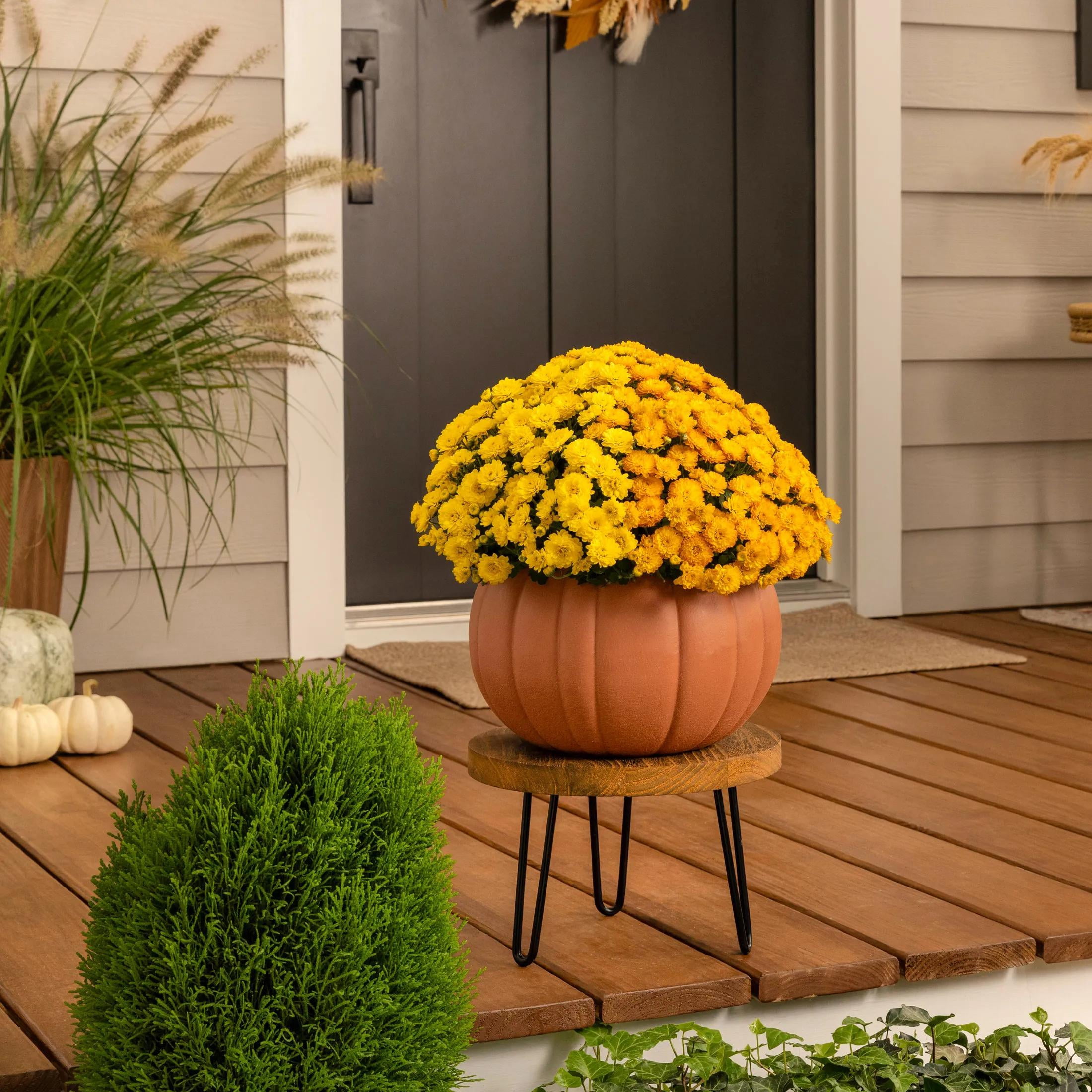 Better Homes & Gardens 3QT Orange & White Bi-Color Garden Mum Live Plant in Pumpkin Planter