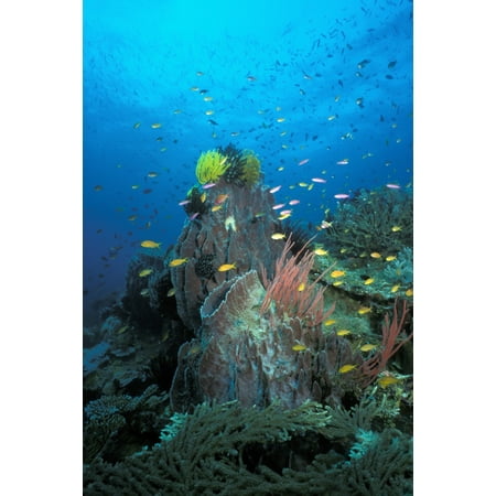 - Coral Reef Papua New Guinea Pacific Ocean Poster Print by VWPicsStocktrek Images