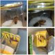 thumbnail image 4 of Queen Bee Catcher/cage, Queen Bee Marker Marking Bottle, Beekeeping Tools, 4 of 4