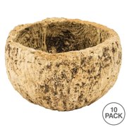 Vickerman Half Bleached Mayan Coconut 3 Wide, Real Preserved Coconut Decor for Home or Everyday Arrangements, 10 Pieces Per Pack