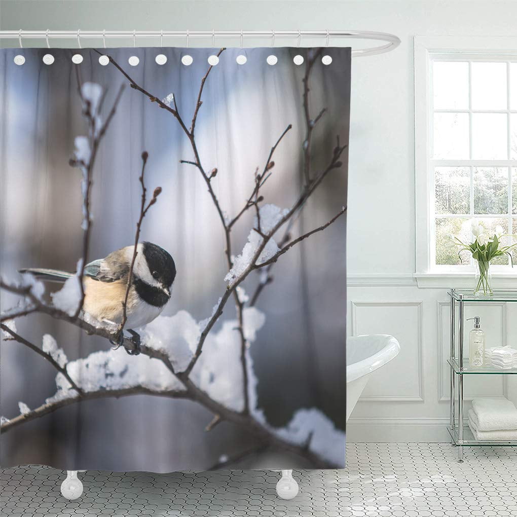 CYNLON Red Snow Black Capped Chickadee in Winter Ottawa Bird American