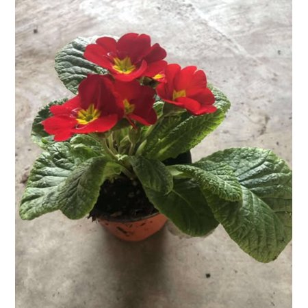 Primrose Plant Live in 4 Inch Pot Primrose Flower Plant Wild Flower Perennial Ornamental Plant