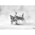 thumbnail image 2 of Luis Duran, Juan 14x11 White Modern Wood Framed Museum Art Print Titled - ZEBRAS, 2 of 4