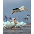 thumbnail image 2 of Fitzharris, Tim 12x14 Black Ornate Wood Framed with Double Matting Museum Art Print Titled - White Pelicans at Bolivar Flats-Texas, 2 of 4