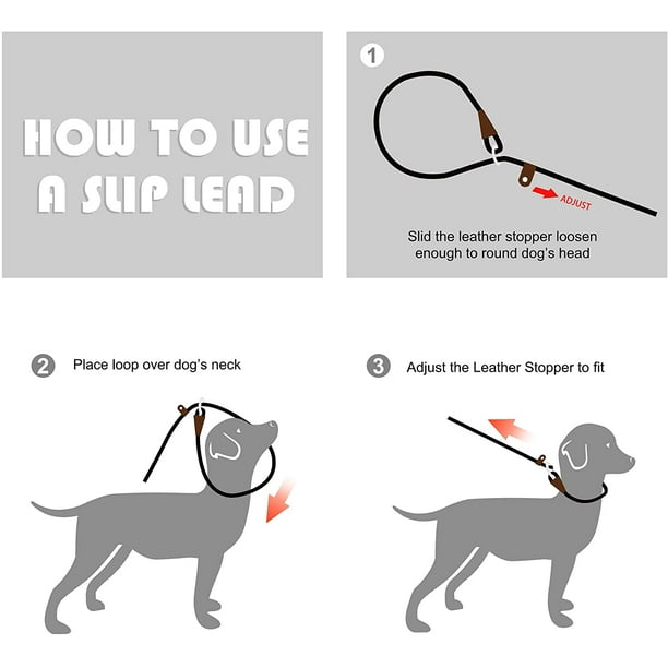 Slip lead leash training 2025