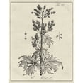 thumbnail image 2 of Vision Studio  20x24 Gold Ornate Wood Framed with Double Matting Museum Art Print Titled - Antique Black and White Botanical III, 2 of 4