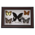 thumbnail image 2 of EBTOOLS Exquisitas Mariposas Insecto Espécimen Artesanía Regalo De Cumpleaños Decoración Del Hogar Ornamento Mariposa Sombra Caja Polilla Pinn Práctico, 2 of 7