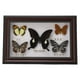 thumbnail image 2 of EBTOOLS Exquisitas Mariposas Insecto Espécimen Artesanía Regalo De Cumpleaños Decoración Del Hogar Ornamento Mariposa Sombra Caja Polilla Pinn Práctico, 2 of 7