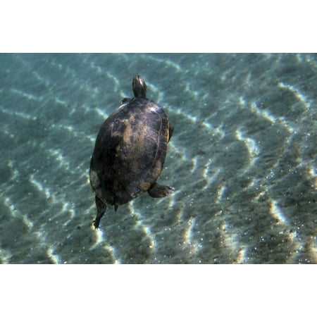 A Red-bellied Cooter turtle swims to the surface for air in the freshwater at Morrison Springs state park Florida Poster