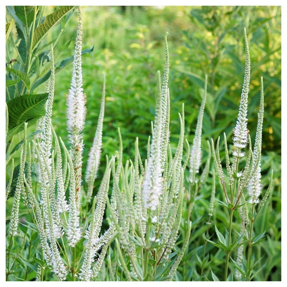 Everwilde Farms - 1/4 lb Culvers Root Native Wildflower Seeds - Gold Vault Bulk Seed Packet