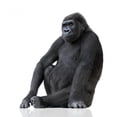 thumbnail image 2 of Young Silverback Gorilla Wall Decal by Wallmonkeys Peel and Stick Graphic (48 in H x 42 in W) WM321589, 2 of 4