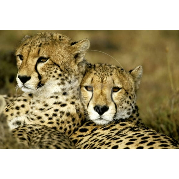 Cheetah Portrait of Pair Close Together, Animals Figurative Unframed Photographic Print Wall Art Sold by Art.Com
