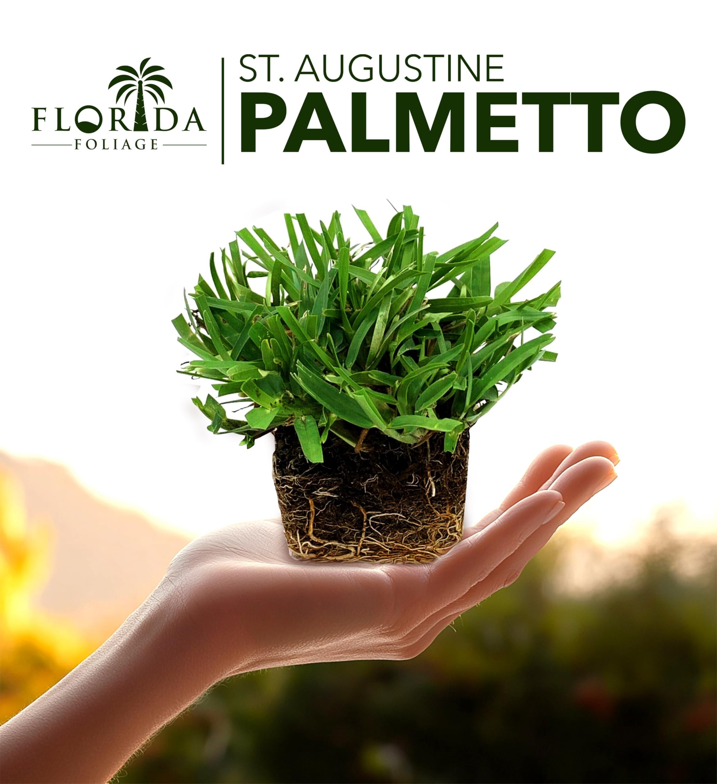 St. Augustine Palmetto  3 Live Extra Large Grass Plugs  Drought, Salt & Shade Tolerant Turf Sod