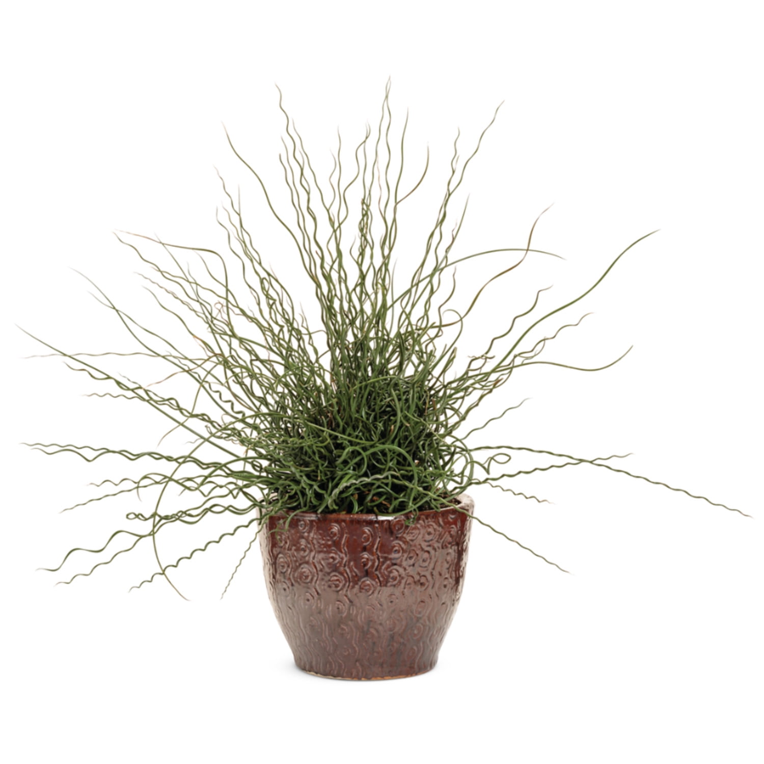 Proven Winners 5" Graceful Grasses Curly Wurly Corkscrew Rush Live Plant in 4.5" Pot