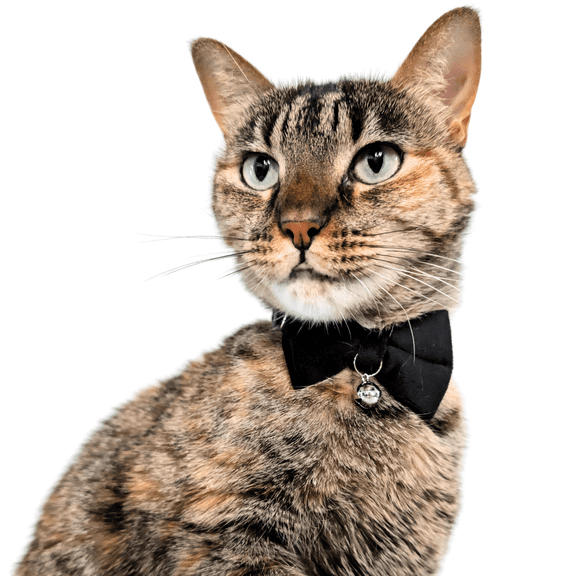 Kiokatt Velvet Bowtie Cat Collar with Bell – Breakaway Safety Buckle – Black, Adjustable 7.5–11 in