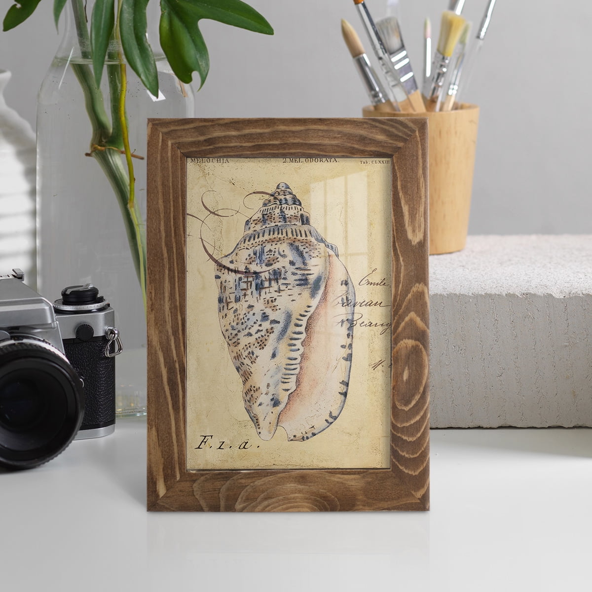 Seashell Ephemera I - Framed Print w/glass - Walnut