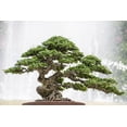 thumbnail image 3 of Gardenera Labs Pro Bonsai Soil Premium Potting Mix - Achieve Bonsai Perfection with Natural Ingredients for Ideal Air and Moisture Balance - 3 Quart, 3 of 3