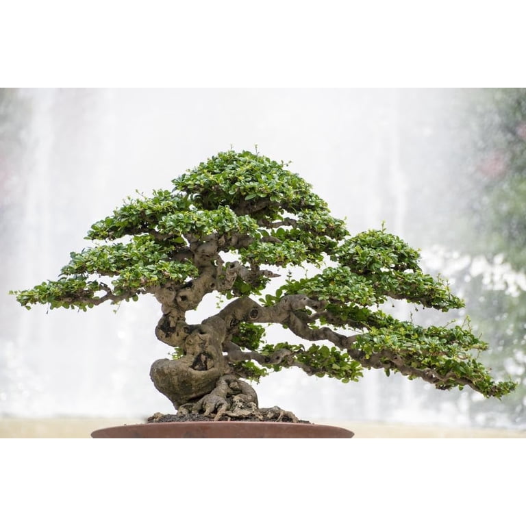 Gardenera Labs Pro Bonsai Soil Premium Potting Mix - Achieve Bonsai  Perfection with Natural Ingredients for Ideal Air and Moisture Balance - 3  Quart - Walmart.com