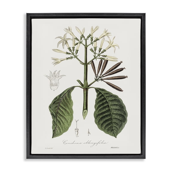 Stupell Industries Shabby Chic Vintage Flora Study Black Floating Frame Canvas Art, 17 x 21, by CAD Designs