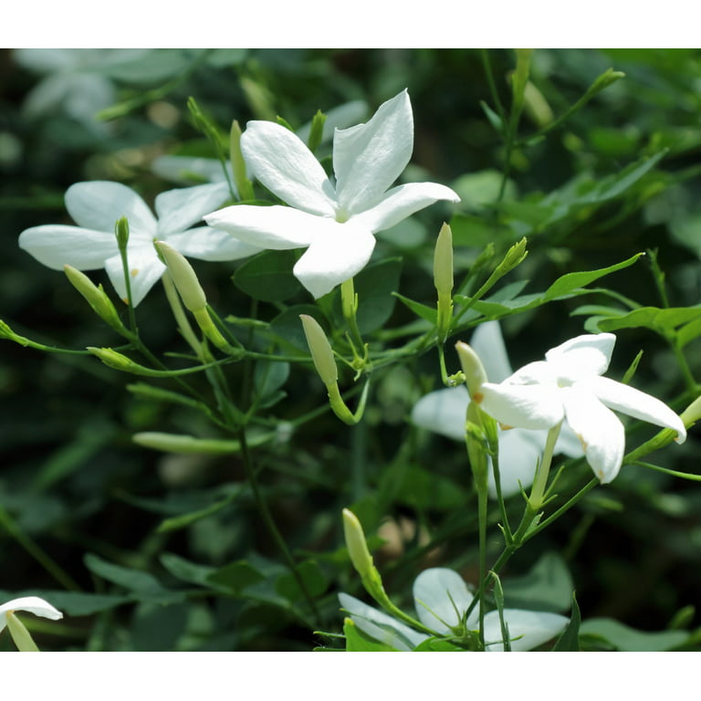 Jasmin : plantation, exposition et floraison - Gamm vert