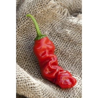 Sherwood's Seeds Peter Chili Willy Plant Seed, Hotter than Tabasco