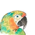 thumbnail image 2 of Vess, June Erica 26x26 Gold Ornate Wood Framed with Double Matting Museum Art Print Titled - Tropical Bird Portrait IV, 2 of 4
