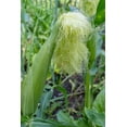 thumbnail image 2 of Horton, Janet 23x32 White Modern Wood Framed Museum Art Print Titled - Issaquah-Washington State-USA Corn growing with a tassel, 2 of 4