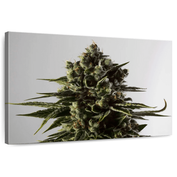 Elephant Stock Blossoming Cannabis Plant Wall Art - Horizontal Canvas Wall Art - Living Room Wall Decor - Floral And Botanical Canvas - Gray And Green Decor - 12" x 8"