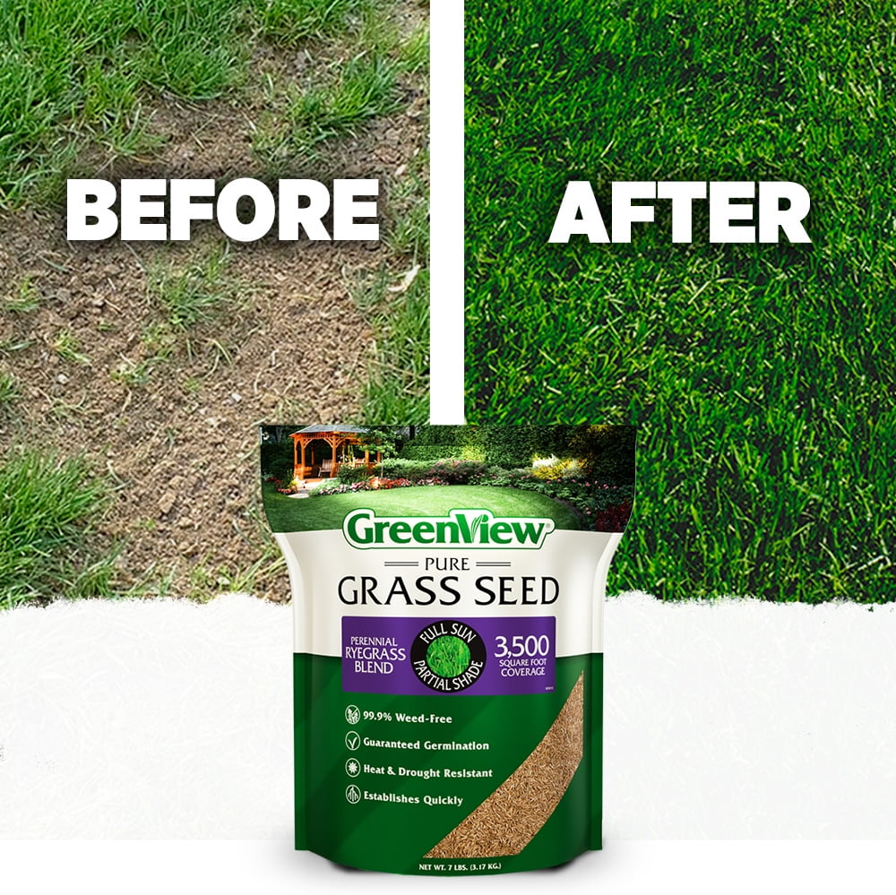GreenView Pure Grass Seed Perennial Ryegrass Blend, 20 lb. Bag – Covers up to 10,000 sq. ft.
