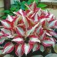 thumbnail image 4 of Fast Growing, Hostas Planting-(Non-Artificial)- Garden Stakes-Bloom Year After Year, Home Decoration-Ornamental-PremiumBeautiful Gift Garden-, 4 of 7