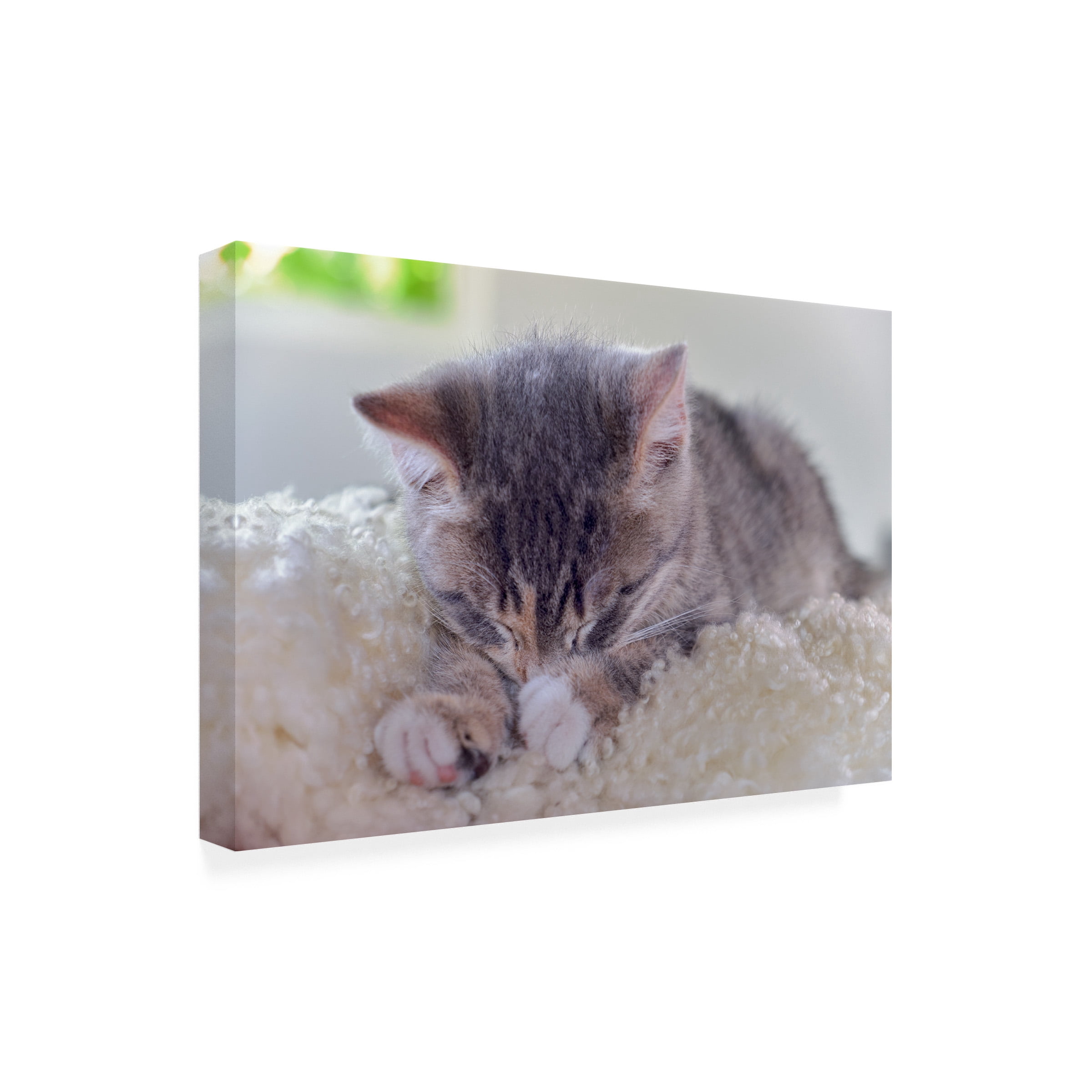 Cora Niele 'Sleeping Kitten' Canvas Art
