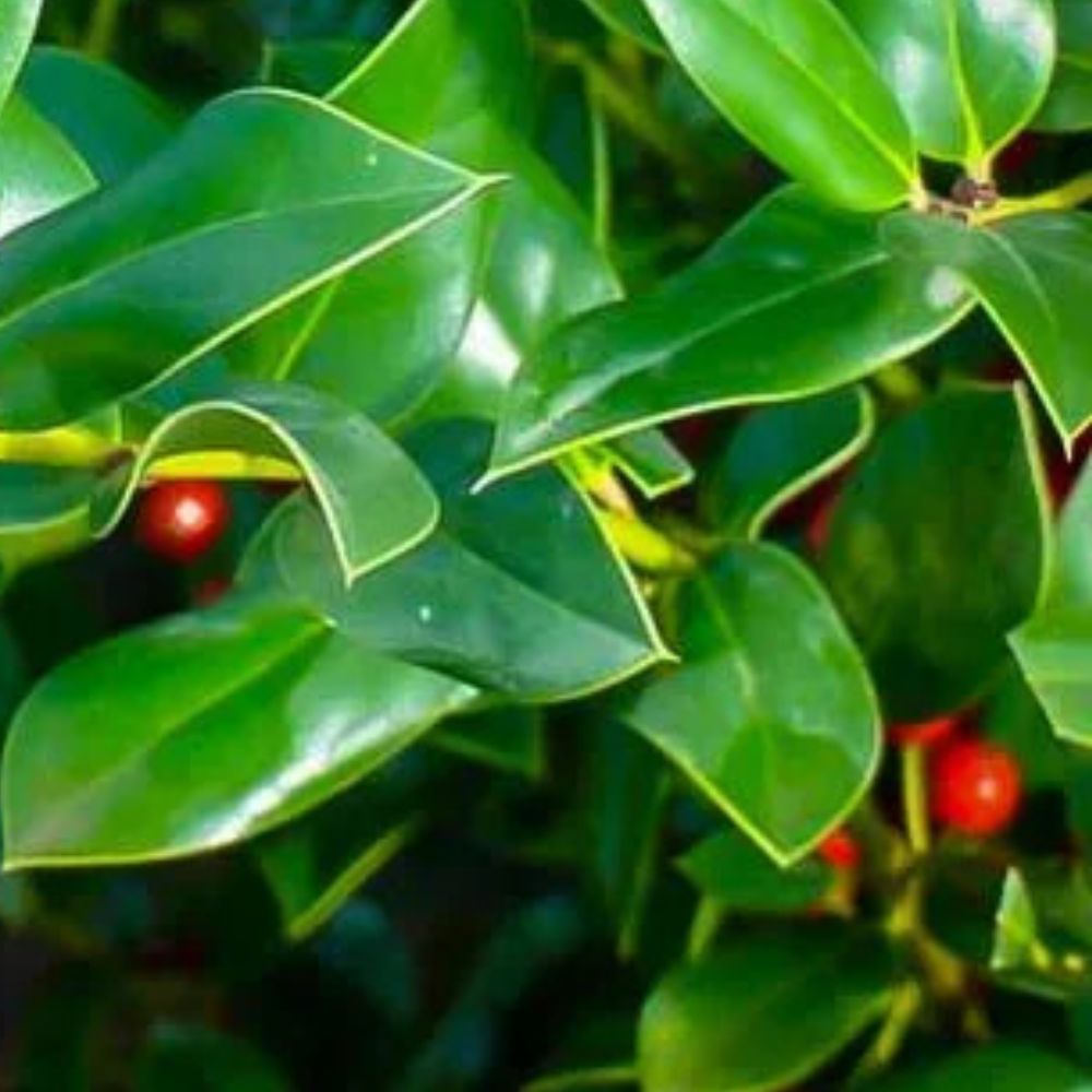 Expert Gardener 3-4 ft. tall Needle Point Holly Live Tree in 7-Gallon Grower Pot