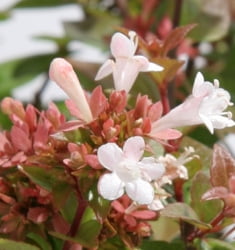 Expert Gardener Rose Creek Abelia (2.5 Qt) Semi-Evergreen Flowering Shrub - Full Sun to Part Sun Live Outdoor Plant