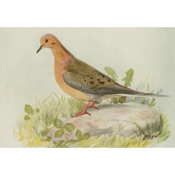 Book Of Birds 1921 Mourning Dove Poster Print By L A Fuertes Item Varpphpdp Walmart Com Book Of Birds 1921 Mourning Dove Poster Print By L A Fuertes Item Varpphpdp Walmart Com