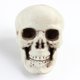 thumbnail image 1 of Simulador encantador de modelo de calavera para Halloween, accesorios de diseño para el lugar de la casa embrujada, adornos de terror, calavera, 1 of 5