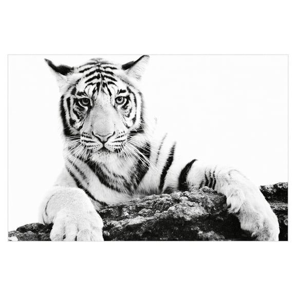 Paws Ahead by Staffan Widstrand Canvas Art Print